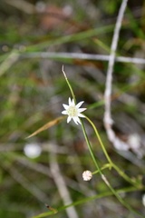 Actinotus minor