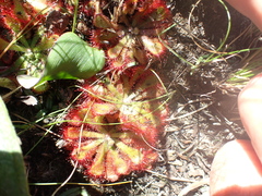 Drosera natalensis