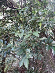 Ilex ficoidea