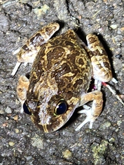 Platyplectrum ornatum