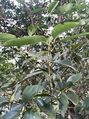 Ilex ficoidea