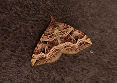 Xanthorhoe semifissata