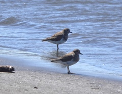Charadrius modestus