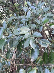 Ilex ficoidea