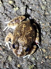 Platyplectrum ornatum