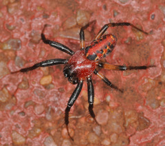 Alpaida versicolor