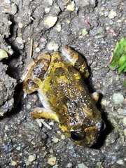 Platyplectrum ornatum