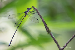 Chlorolestes elegans