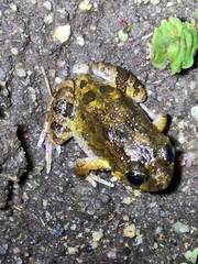 Platyplectrum ornatum