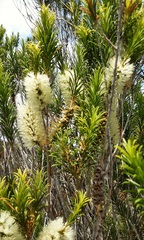 Melaleuca armillaris