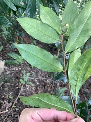 Prunus spinulosa