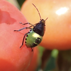 Glaucias amyoti