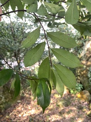 Prunus spinulosa