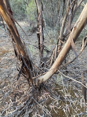 Eucalyptus polybractea