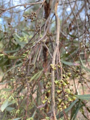 Eucalyptus polybractea