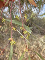 Eucalyptus polybractea