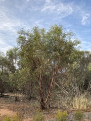 Eucalyptus polybractea