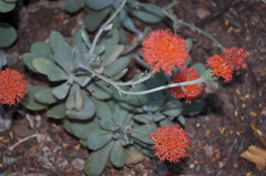 Kleinia fulgens