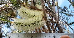 Melaleuca armillaris