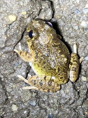 Platyplectrum ornatum