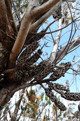Melaleuca armillaris