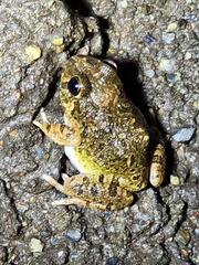 Platyplectrum ornatum