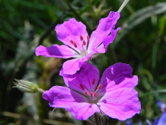 Erodium alpinum