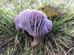 Hygrocybe reesiae