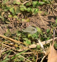 Leptosia nina