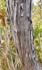 Melaleuca armillaris