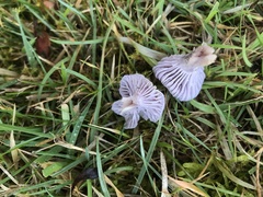 Hygrocybe reesiae