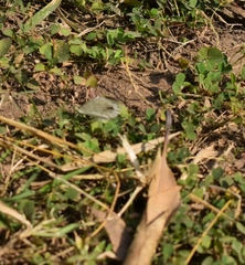 Leptosia nina