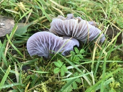 Hygrocybe reesiae