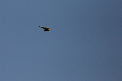 Milvus migrans parasitus