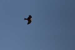 Milvus migrans parasitus