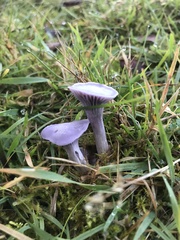 Hygrocybe reesiae