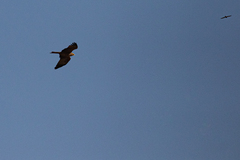 Milvus migrans parasitus