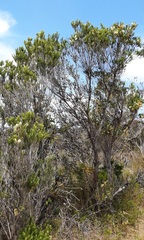 Melaleuca armillaris