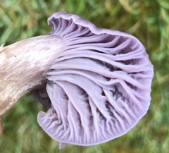 Hygrocybe reesiae