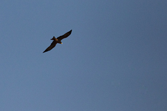 Milvus migrans parasitus