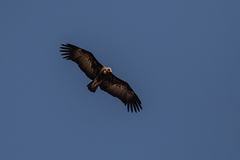 Necrosyrtes monachus