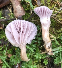 Hygrocybe reesiae