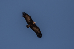 Necrosyrtes monachus