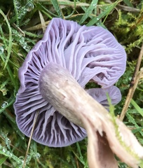 Hygrocybe reesiae