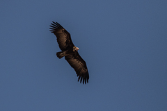 Necrosyrtes monachus