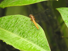 Rhodothemis lieftincki