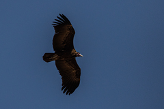 Necrosyrtes monachus