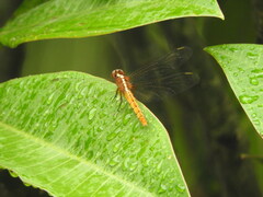 Rhodothemis lieftincki