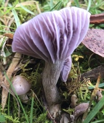 Hygrocybe reesiae