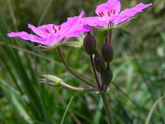 Erodium alpinum